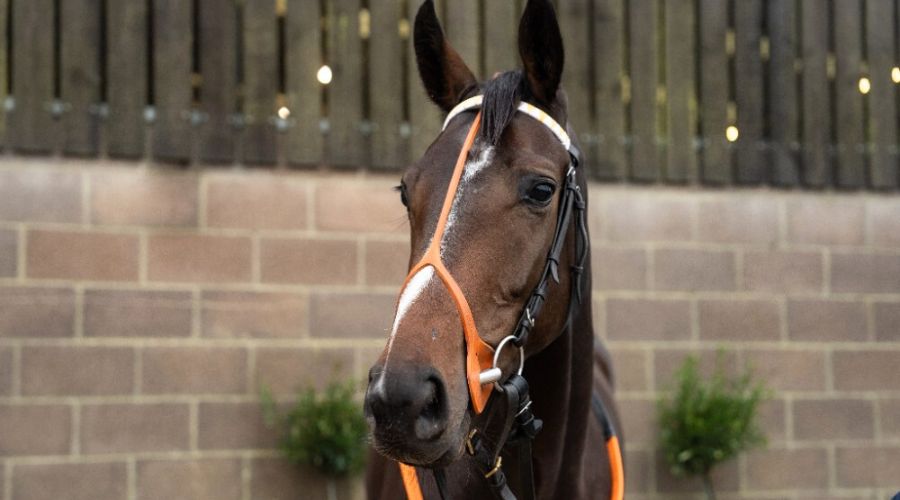 A racehorse syndicate by Old Gold Racing and led by Clarkson’s Farm star, Gerald Cooper, has raised £28,500 for Prostate Cancer UK.