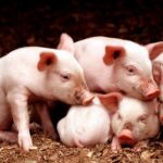 National Pig Association warned that important grant funding opportunities from Defra for pig farmers might be under threat.