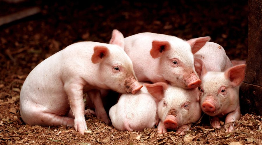 National Pig Association warned that important grant funding opportunities from Defra for pig farmers might be under threat.