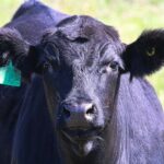 Focus on fat and placing merit on cows who gain condition while suckling a calf could be the key to a sustainable and profitable beef system.