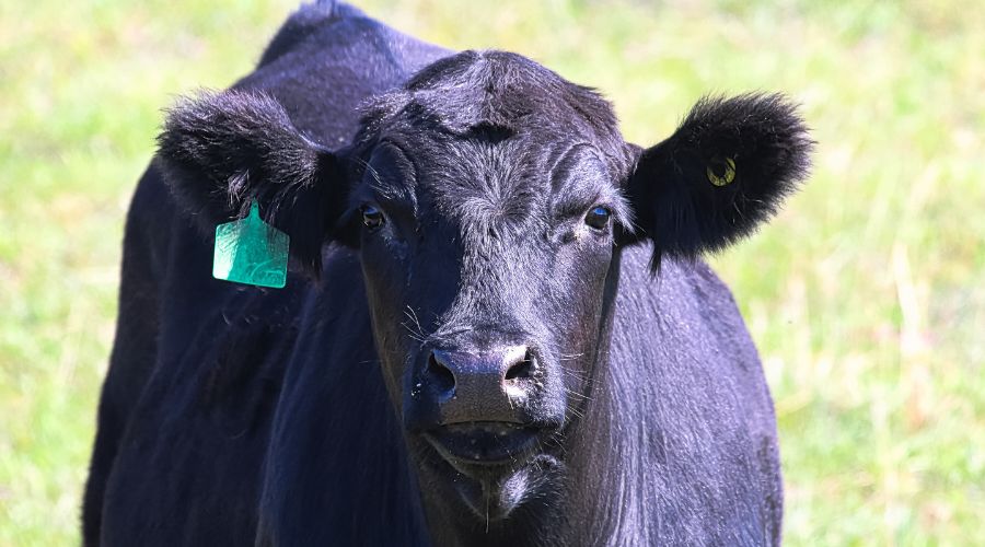 Focus on fat and placing merit on cows who gain condition while suckling a calf could be the key to a sustainable and profitable beef system.