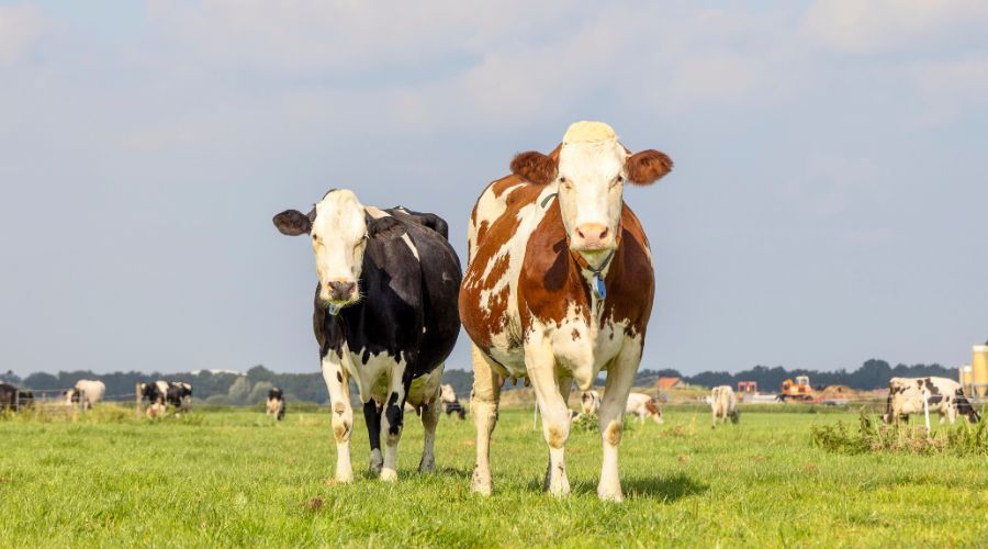 The UK’s chief veterinary officer has just announced that the UK is now in the seasonally vector low period for bluetongue virus. 