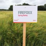 High-yielding spring malting barley Firefoxx, bred by Elsoms-Ackermann Barley, received commercial interest from maltster Muntons PLC.