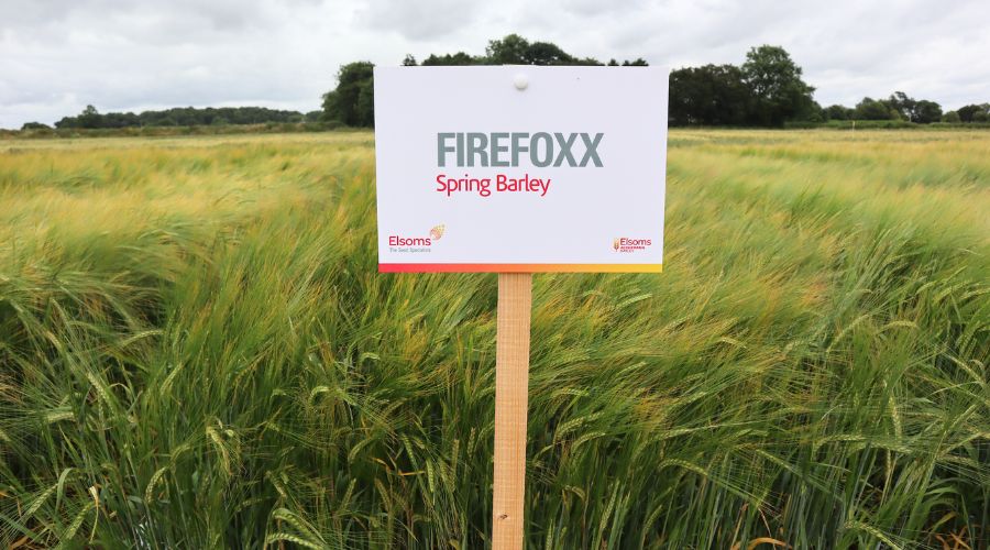 High-yielding spring malting barley Firefoxx, bred by Elsoms-Ackermann Barley, received commercial interest from maltster Muntons PLC.