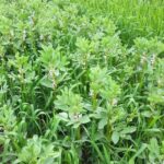 The legumES Project, led by scientists from the James Hutton Institute, aims to provide evidence for the ecosystem benefits of legume crops.