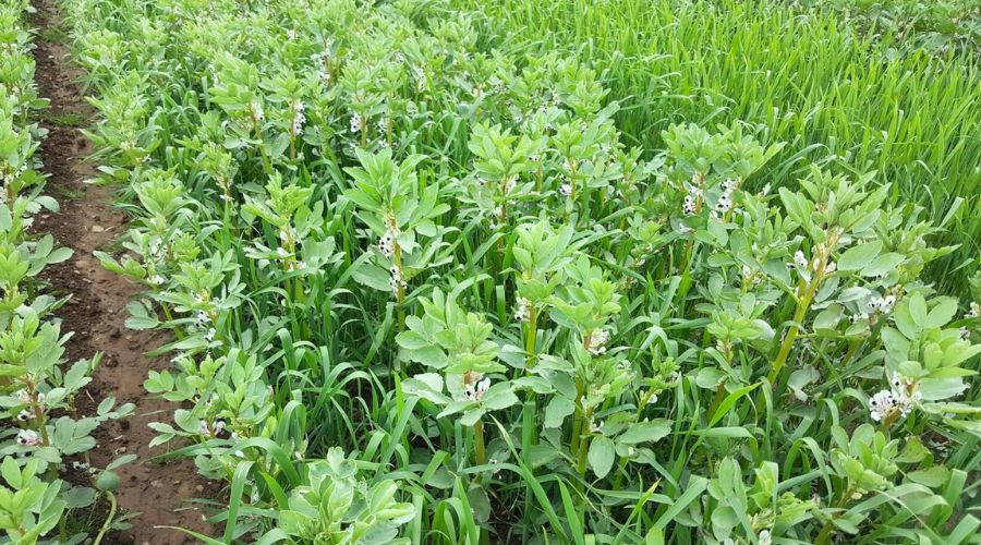 The legumES Project, led by scientists from the James Hutton Institute, aims to provide evidence for the ecosystem benefits of legume crops.