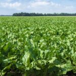 sugar beet growing in field