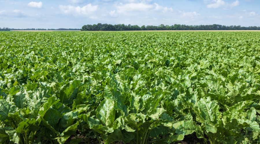 sugar beet growing in field