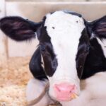 British dairy farmers have significantly reduced number of pure-bred dairy bull calves on their farms, GB Dairy Calf Strategy reveals.