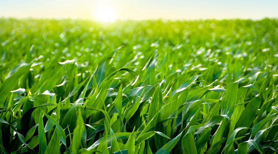 2024 season produced unwelcome weather for growing forage maize, but it also underlined valuable lessons, said ProCam Field Options expet.