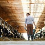 farmer walking through dairy cow shed