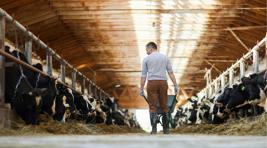 farmer walking through dairy cow shed 