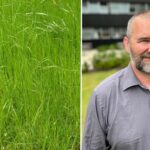 Weed Resistance Action Group (WRAG) announced that a glyphosate-resistant population of Italian ryegrass was confirmed in Kent.