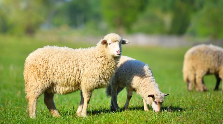 A Wiltshire farmer has been given a suspended prison sentence after decaying sheep carcases were found on the farm.