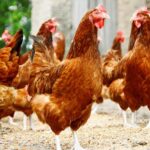 hens standing together in a yard