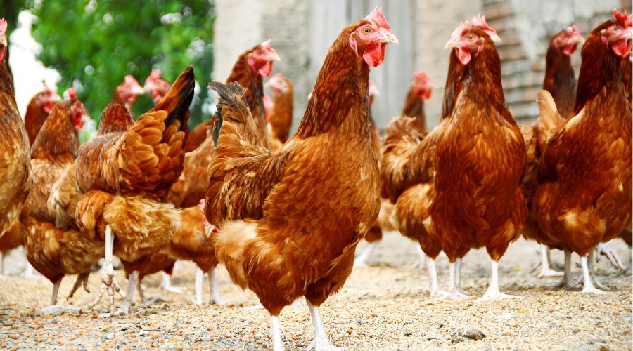 hens standing together in a yard