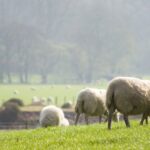 sheep grazing in field