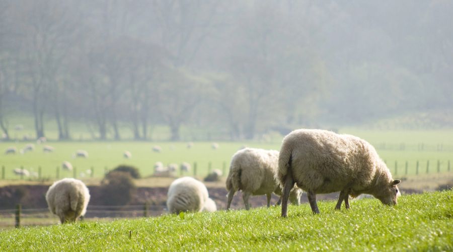 sheep grazing in field