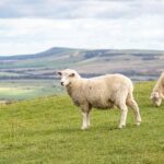 two sheep standing in a field