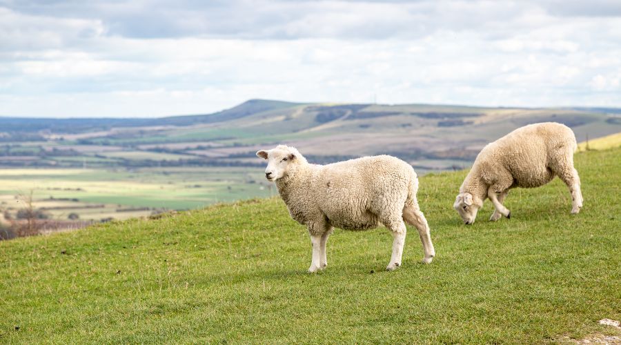 two sheep standing in a field