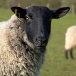 ewe standing in a field