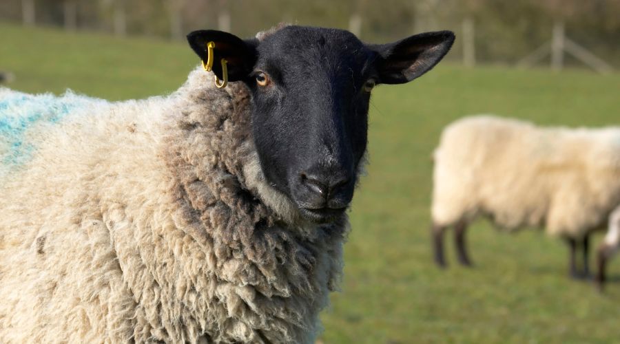 ewe standing in a field