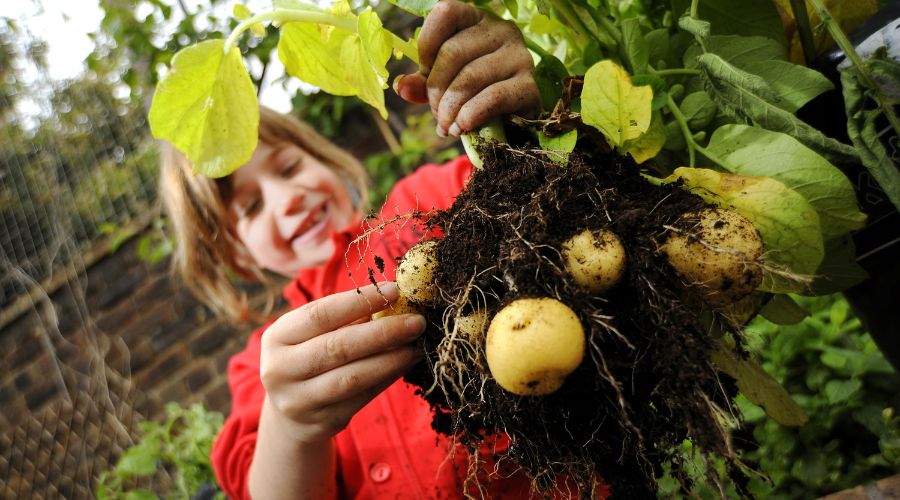 UK potato supplier Branston encourages schools to sign up for this year's Grow Your Own Potatoes programme.  