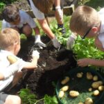 UK potato supplier Branston encourages schools to sign up for this year's Grow Your Own Potatoes programme.