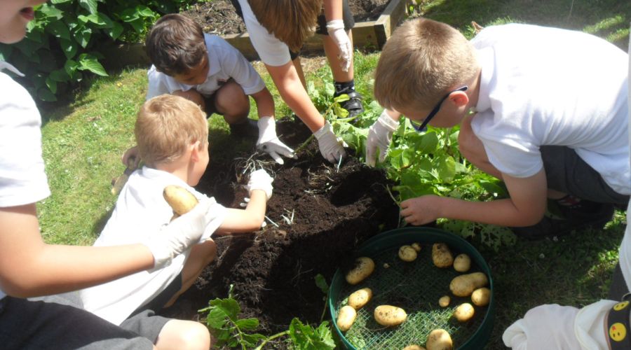 UK potato supplier Branston encourages schools to sign up for this year's Grow Your Own Potatoes programme.