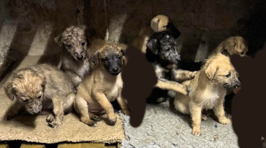 Officers from Dorset Police are appealing for information following the theft of seven puppies that happened just after Christmas.