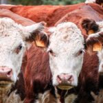 UK cattle population has dropped again last year, with 2023 marking the greatest decline in female beef breeding-age animals over 10 years.