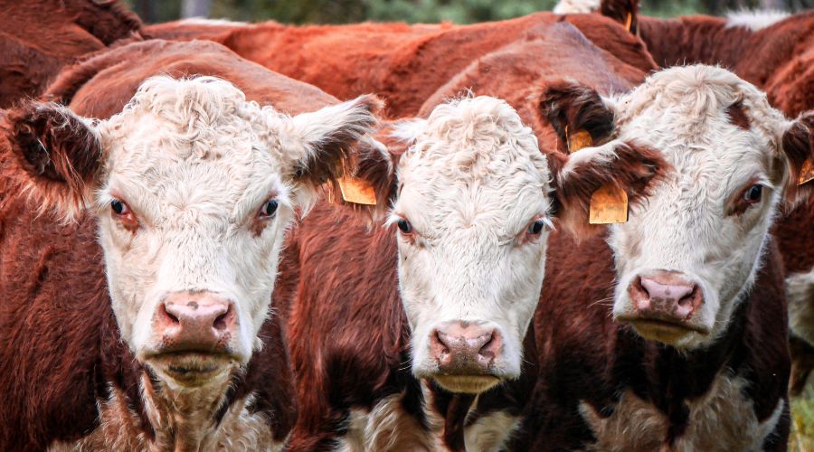 UK cattle population has dropped again last year, with 2023 marking the greatest decline in female beef breeding-age animals over 10 years.