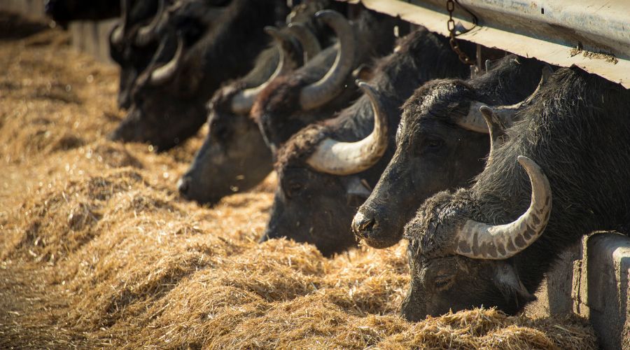 A highly contagious foot and mouth disease (FMD) has been confirmed in Germany. Great Britain have not had an FMD outbreak since 2007.