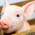 AIMS calls to protect the UK’s livestock from threats posed by foot-and-mouth disease (FMD) and African swine fever (ASF).