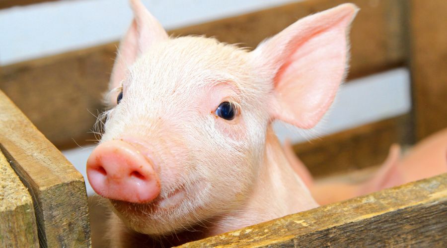 AIMS calls to protect the UK’s livestock from threats posed by foot-and-mouth disease (FMD) and African swine fever (ASF).