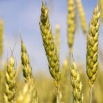 Scientists at Rothamsted Research, University of Bath and University of Exeter used combined pathogen host modelling to map the cereal disease Fusarium interaction.