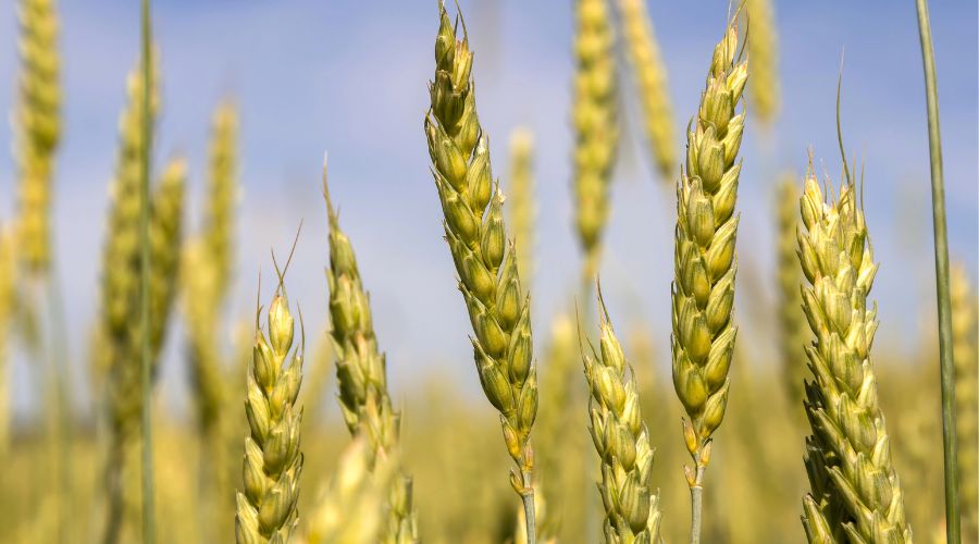 Scientists at Rothamsted Research, University of Bath and University of Exeter used combined pathogen host modelling to map the cereal disease Fusarium interaction.