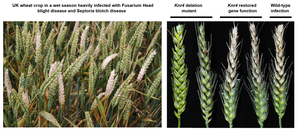 scientists at Rothamsted Research, in partnership with the University of Bath and the University of Exeter, used combined pathogen host modelling to map the cereal disease Fusarium interaction for the first time.