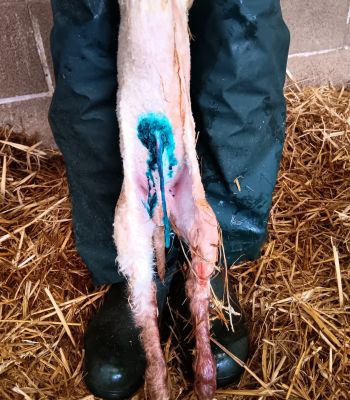 lamb being held up so its navel is visible, covered in blue NoBACZ solution