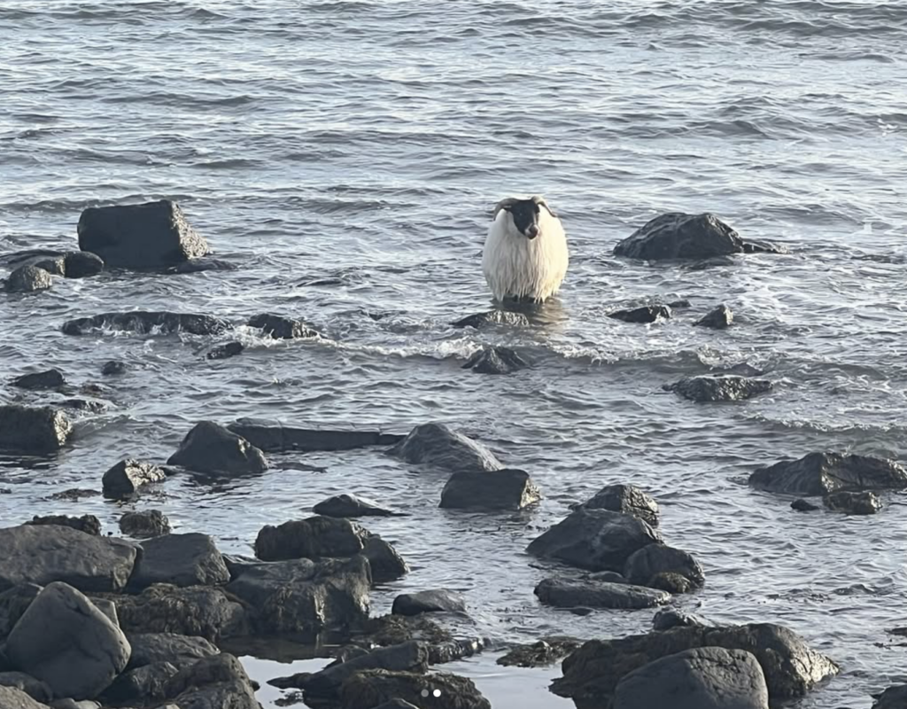 sheep in water near rocks