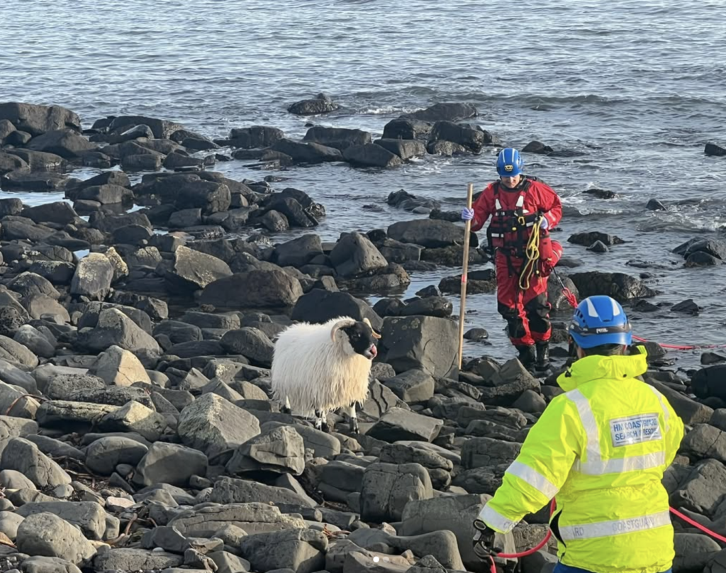 sheep with dog bite on its nose standing on rocks near body of water, with two rescuers in hard hats and hi vis standing nearby