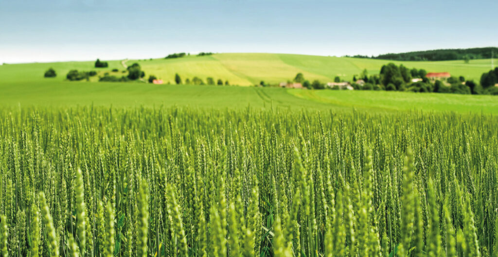 Cereals crop in field dressing AminoA Spring Spraying article