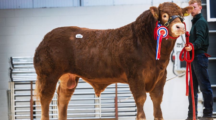 Lot 185 Bernish Unstoppabull with red white and blue rosette, and handler in the background 