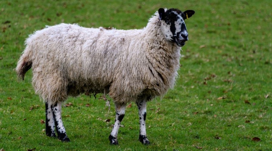 sheep in a field