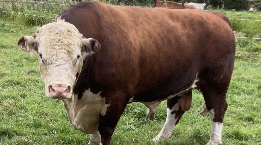 Laxfield Sargent Major, the farm's current breeding pedigree bull