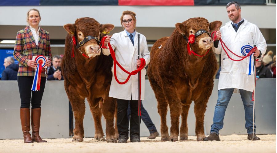 three handlers with two bulls with red rosettes - intermediate champions 