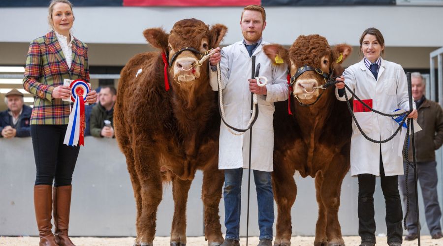 three handlers with two bulls with res rosettes - the junior champions