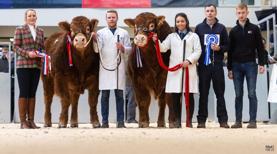 five handlers standing with two bulls with rosettes - the overall champions 