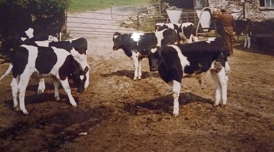 group of calves in a yard, taken in 1999