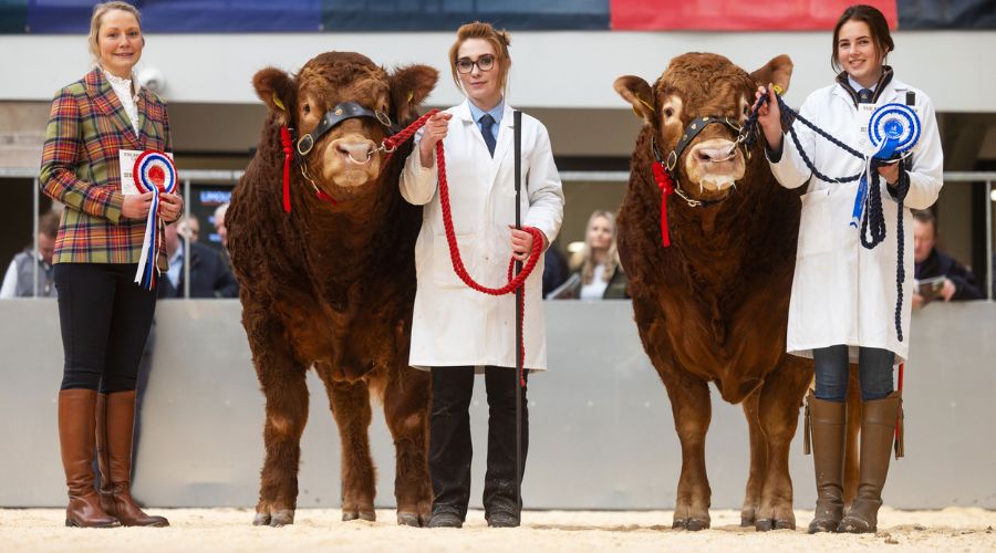 senior champions - two bulls with red rosettes standing with three female handlers 